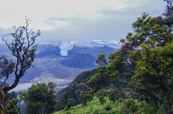 Ijen Mansjestic B&B Tamansuruh Buitenkant foto
